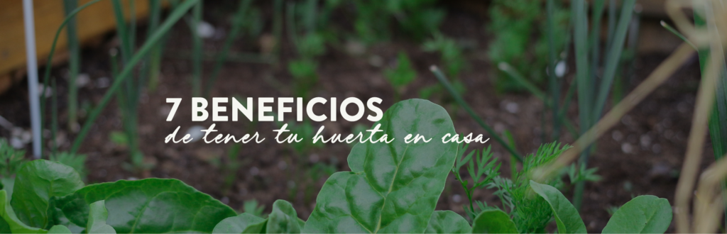 7 beneficios de tener tu huerta en casa